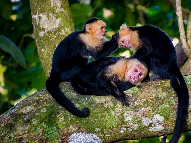 Manuel Antonio National Park