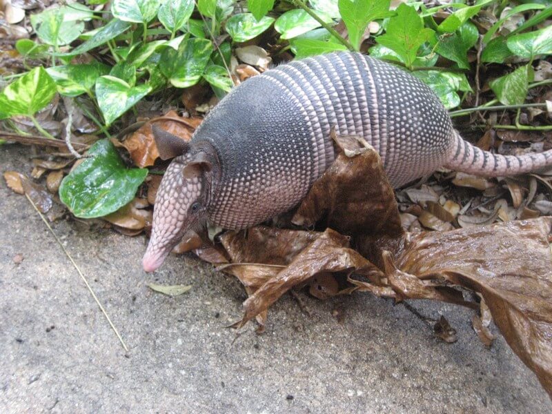 Curu Wildlife Reserve