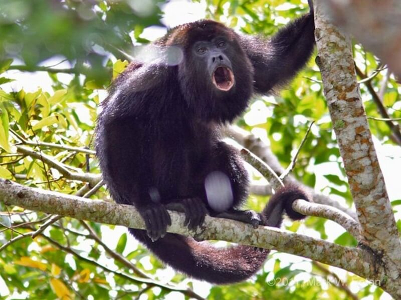 Curu Wildlife Reserve
