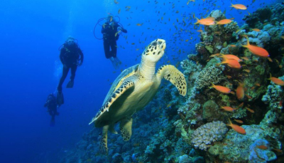 Scuba Diving Costa Rica