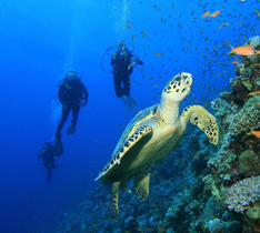 Caño Island Tour Costa Rica