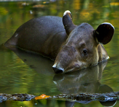 Corcovado National Park