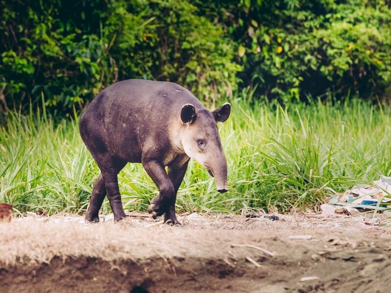 Corcovado National Park