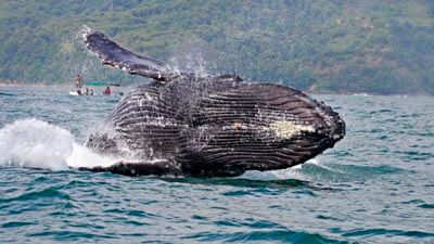 Whale Watching Dominical